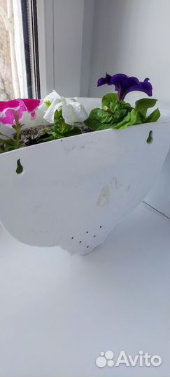 Петуния в кашпо