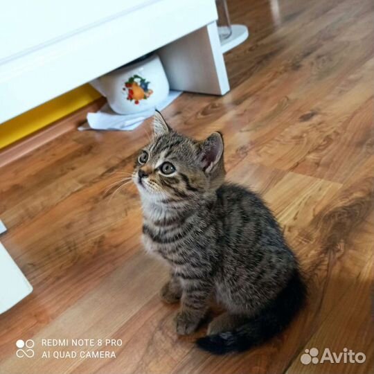 Авито котята шотландские вислоухие. Хайленд-фолд шотландская. Авито омск шотландская. Сомон тичи кошки шотландские. Авито котята шотландские вислоухие.