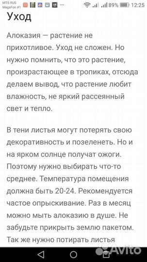 Комнатные цветы алоказия