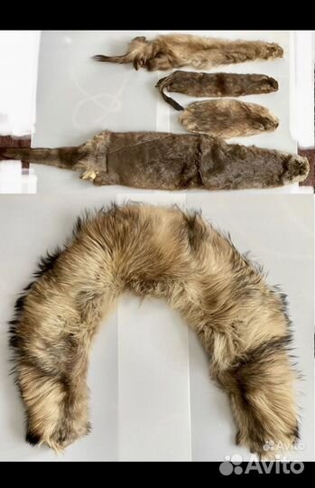 Воротник из енота Шкурки чулком выделанные