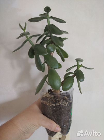 Крассула Обликва (толстянка, денежное дерево)
