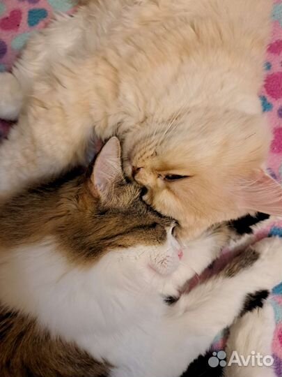 Домашняя передержка кошек временная, котоняня