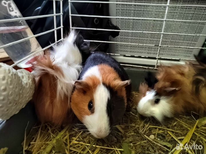 Морская свинка