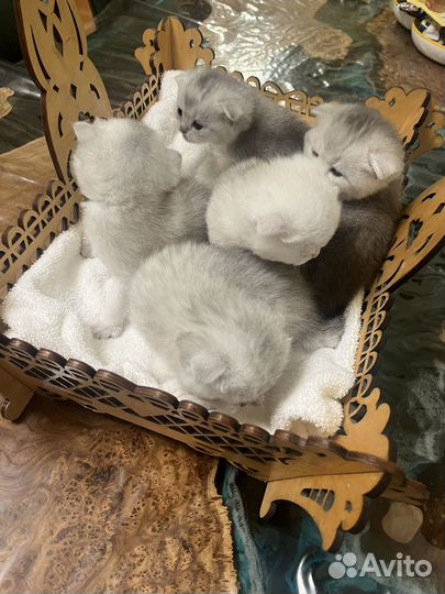 Серебристая шиншилла