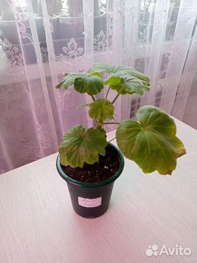 Пеларгония герань