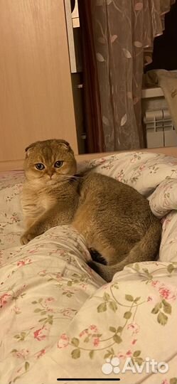 Кот на вязку