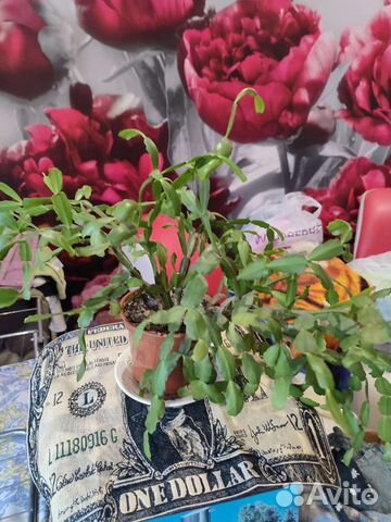 Декабрист розовый