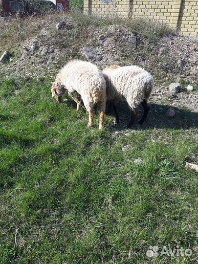 Девочки и мальчик долпер