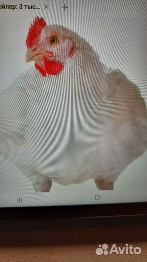 Цыплята бройлеры кобб 500