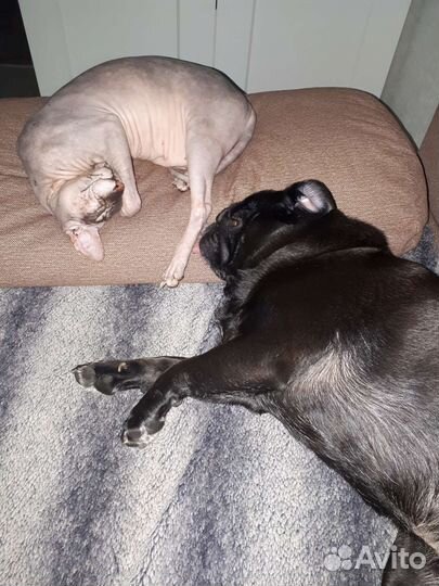 Передержка кошек Фестивальный микрорайон