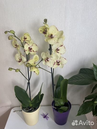 Фаленопсис