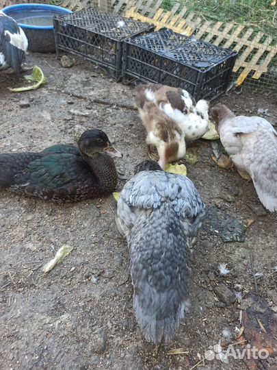 Мускусные утки индоутки индоутята