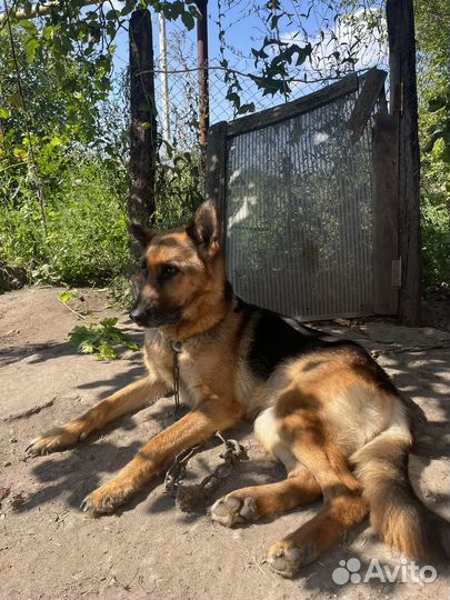 Собака немецкая овчарка девочка