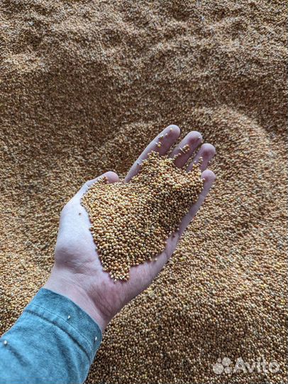 Пшеница, овёс, просо, ячмень