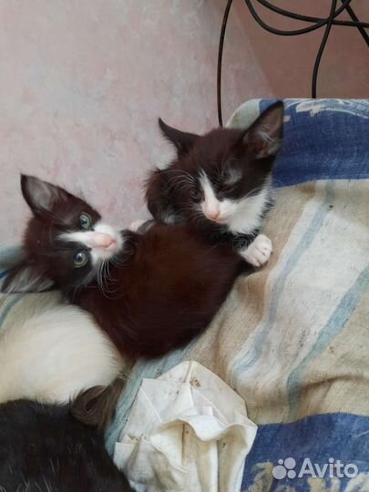 Отдам котят в добрые руки