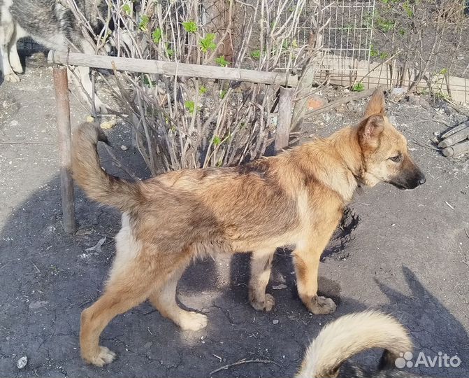 Щенок девочка 8 месяцев