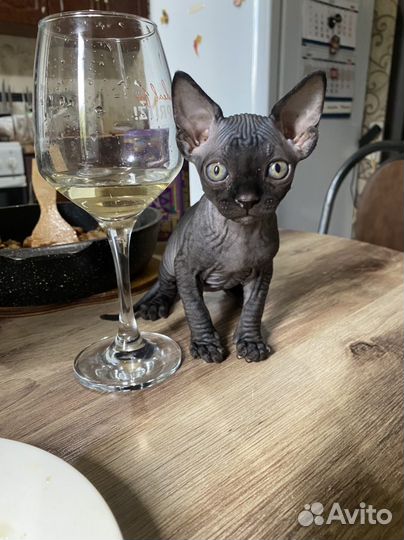 Канадский сфинкс