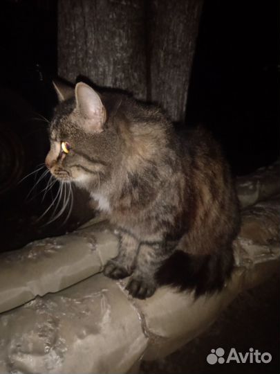 Котенок 6 месяцев