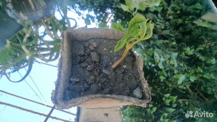 Каштан Конский