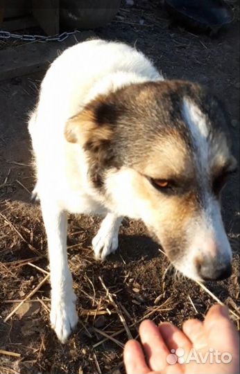 Лучшая Собака друг в добрые руки