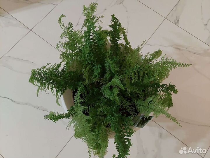 Папоротник комнатный