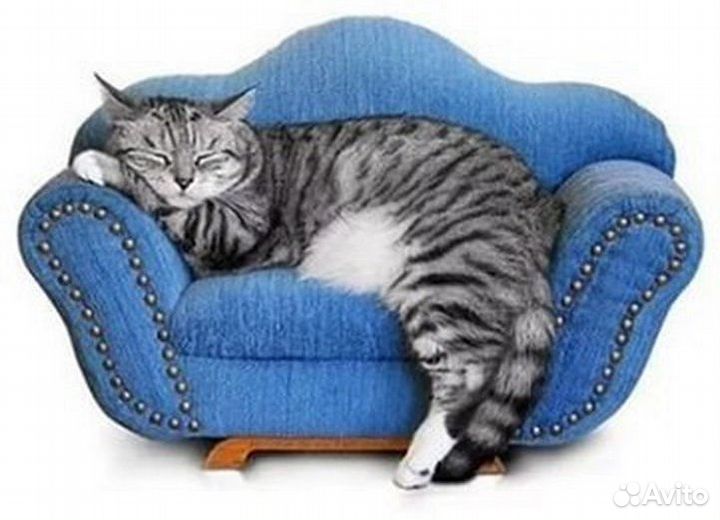 Передержка животных в домашних условиях