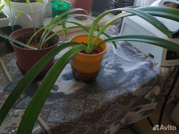 Замиокулькас, гиппеаструм