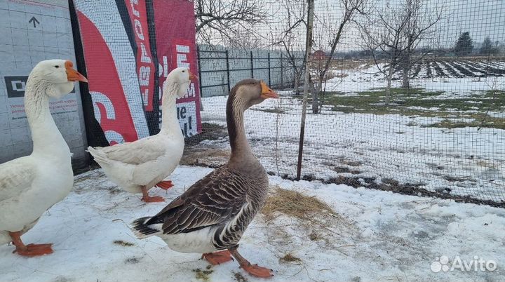 Холмогорские гуси