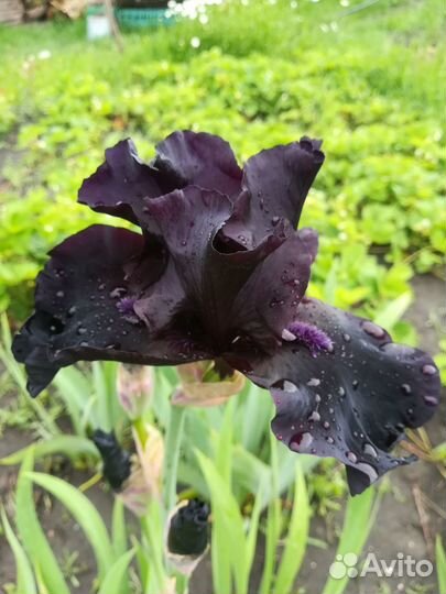 Ирис бородатый