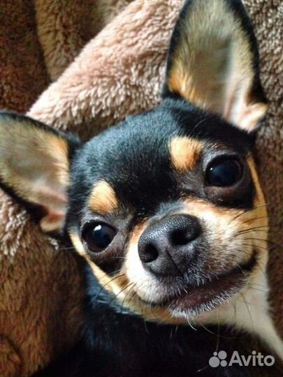 Индивидуальная передержка