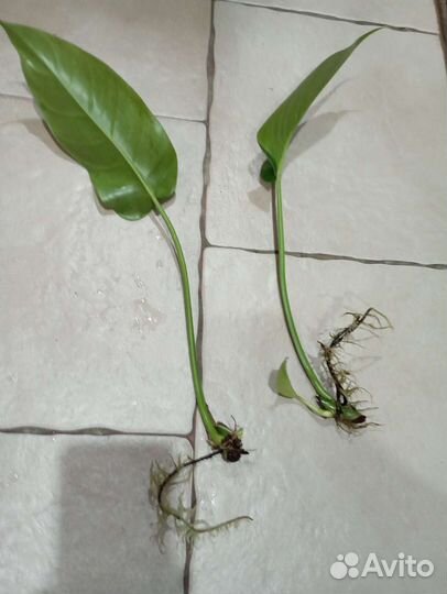 Комнатные растения