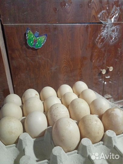 Инкубационное яйцо мускусной утки