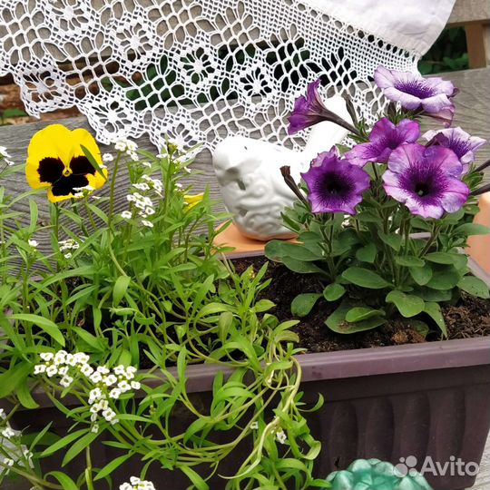 Рассада однолетних цветов, петуния,Виола, алиссум