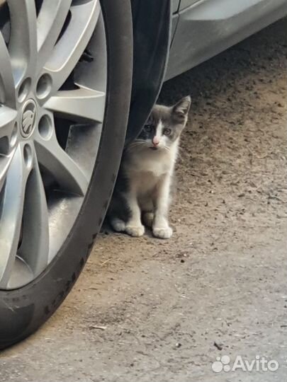 Котята (подростки)на выбор - в добрые руки