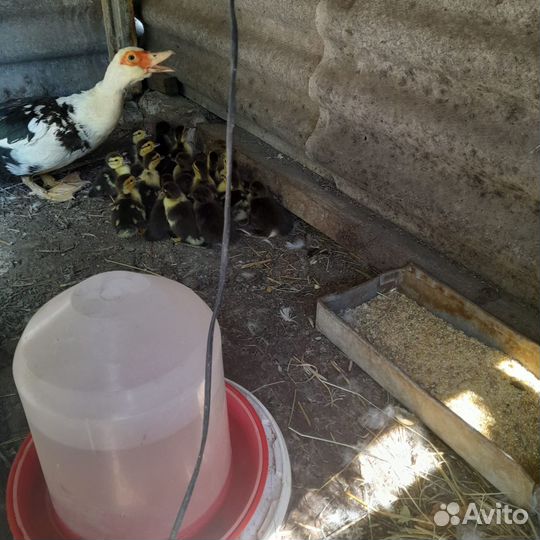 Утята индоутки