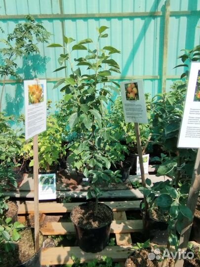 Саженцы яблони