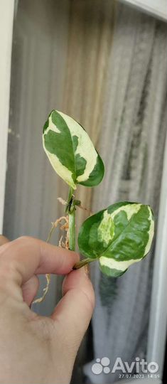 Растения по 100