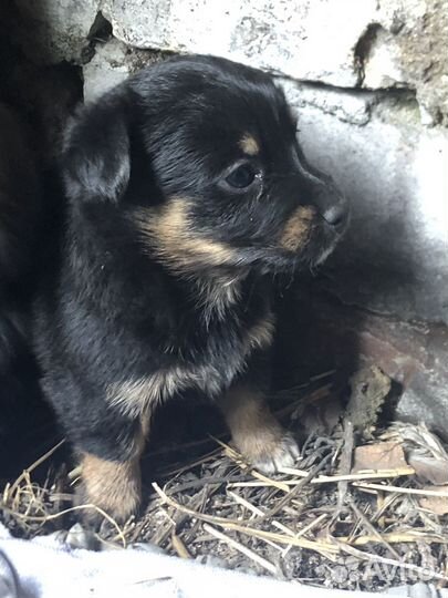 Щенок в добрые руки