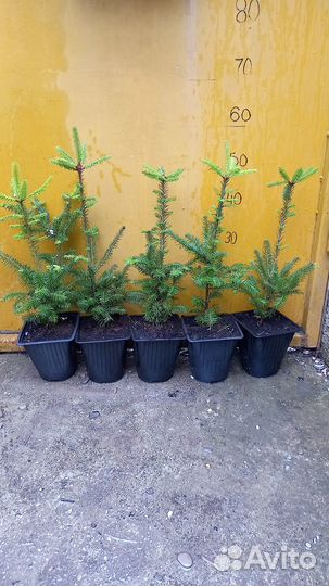 Пихта Фразера