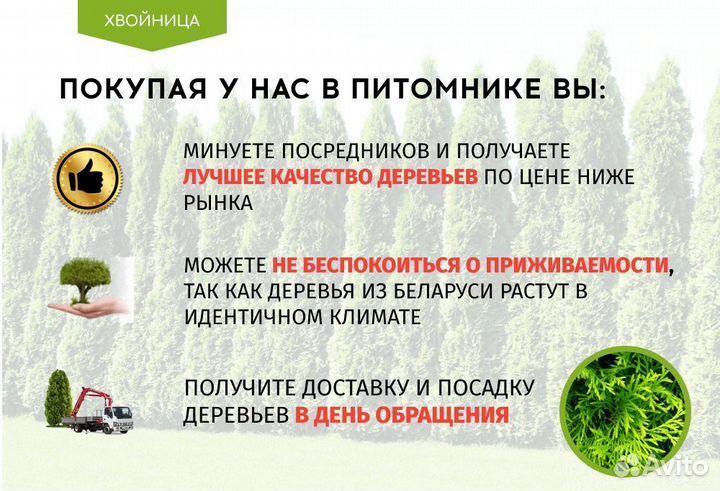 Туи сортовые в ассортименте