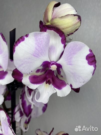 Орхидея фаленопсис