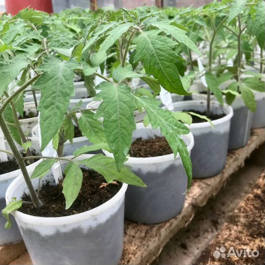 Рассада - томаты, огурцы, перец, баклажаны, капуст