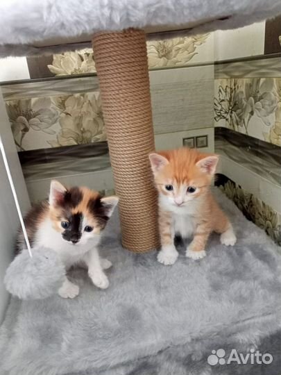 Котята ищут дом