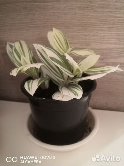 Традесканция белая