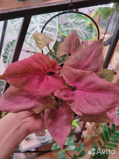 Сингониум орм нак мутейшен, милк конфети