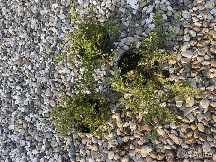 Можжевельник Принц Уэльский