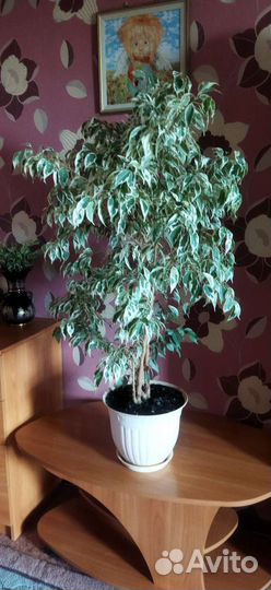 Фикус бенджамина большой с пёстрыми листочками