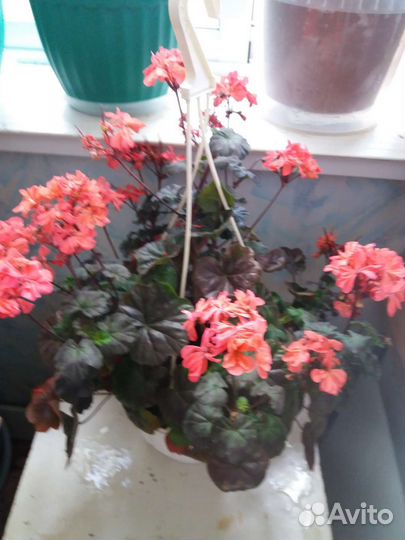 Пеларгония зональная