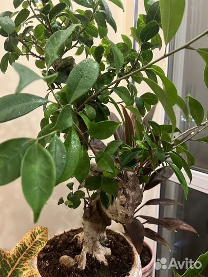 Продам цветы комнатные