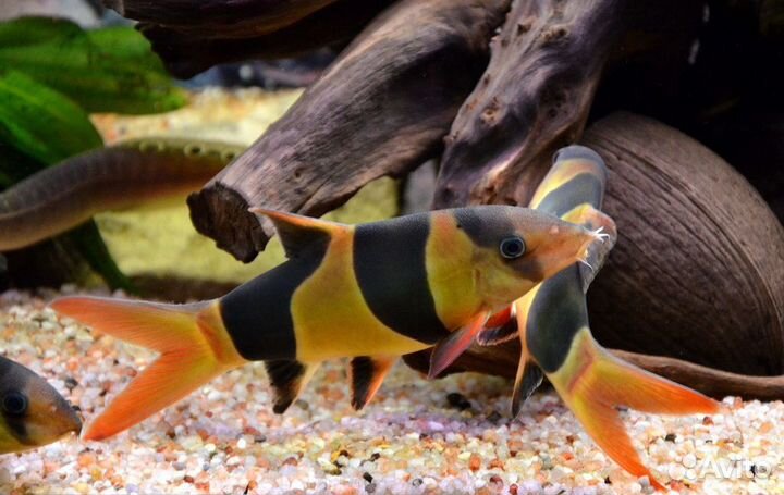 Продаю Боция клоун